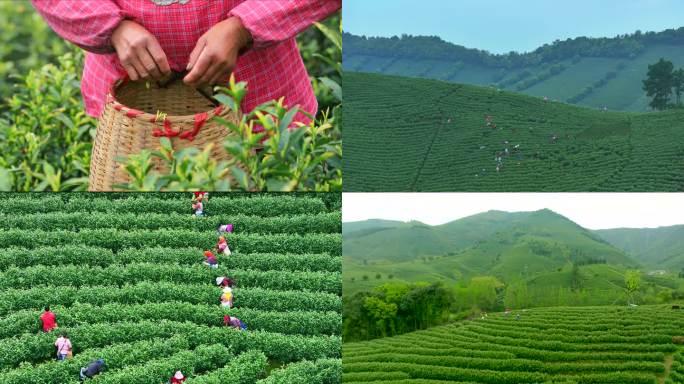 航拍安吉茶园采茶工 浙江茶山茶园