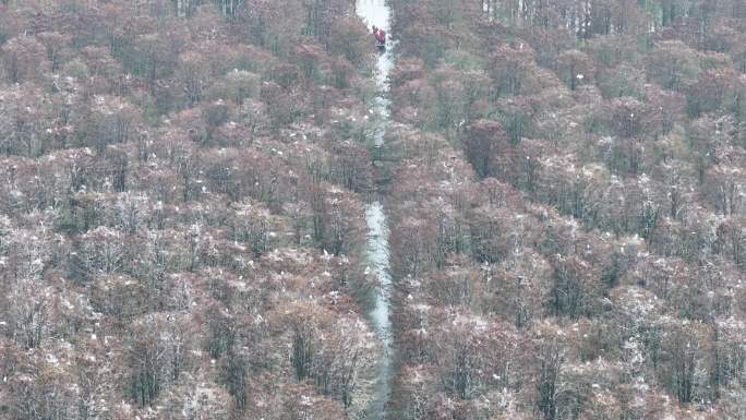 江苏兴化水上森林春景如画醉游人