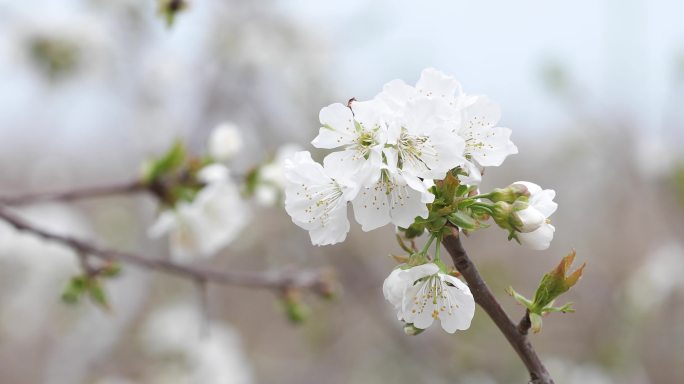 苹果花