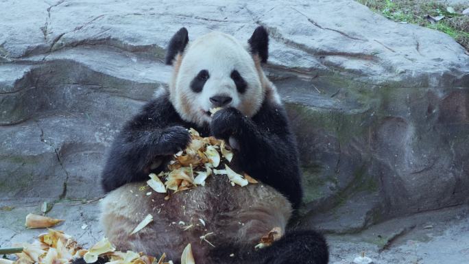 动物园大熊猫二顺吃竹笋