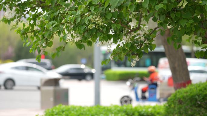 城市春天街道交通马路边绿色绿化生活车流