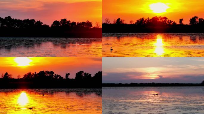 落日余晖夕阳西下湿地鸟嬉戏玩耍湖泊夕阳