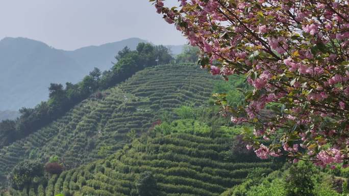 江南浙江春天茶山晚樱花绿茶黄金茶茶园茶场