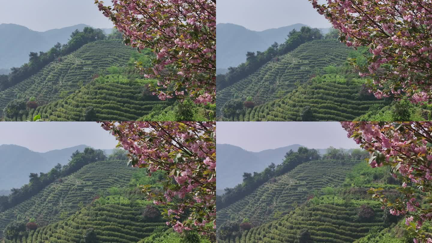 江南浙江春天茶山晚樱花绿茶黄金茶茶园茶场