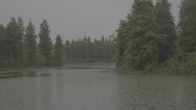 户外森林湿地下雨视频，治愈风景
