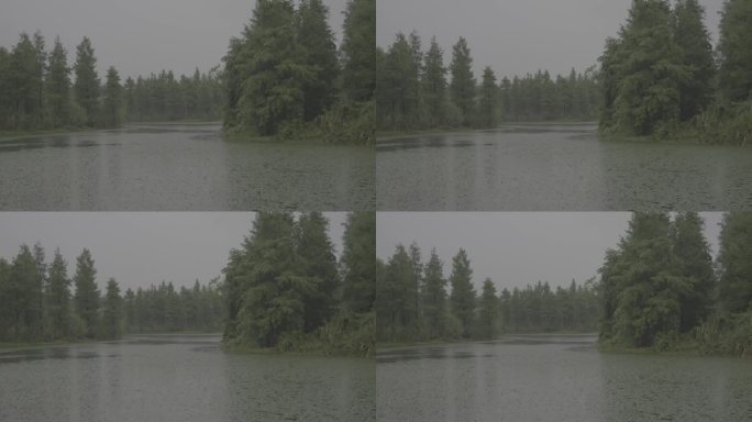 户外森林湿地下雨视频，治愈风景