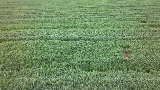 冬天春天麦地麦田绿色麦子国风唯美安静实拍