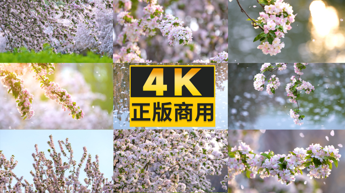 4K海棠花开