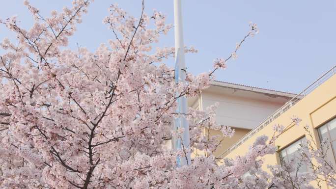青岛樱花 樱花盛开 航拍 夜景 美女