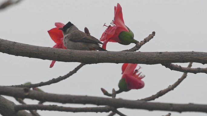 春天盛开的木棉花与鸟