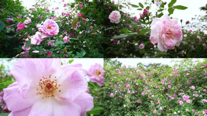 蔷薇花 玫瑰花 春天鲜花 园林花瓣 蜜蜂