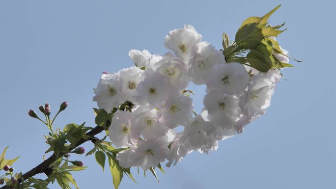 春天 樱花