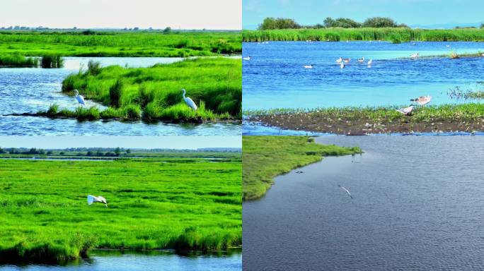 湿地生态自然保护区公园鸟类飞翔国家保护区
