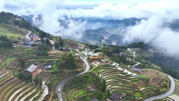 紫鹊界梯田云雾 渠江源景区  白茶基地