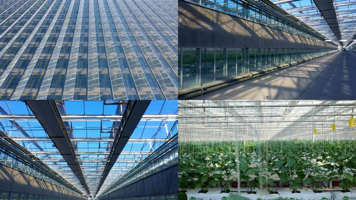 现代化科技蔬菜大棚种植