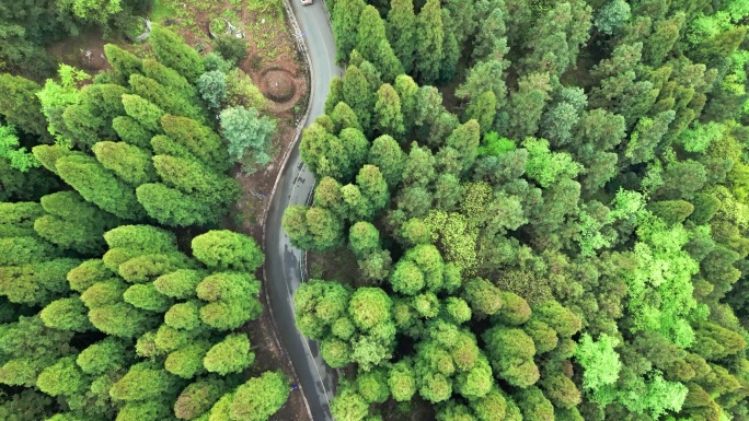 穿过密林弯道公路小轿车的电影感氛围拉满