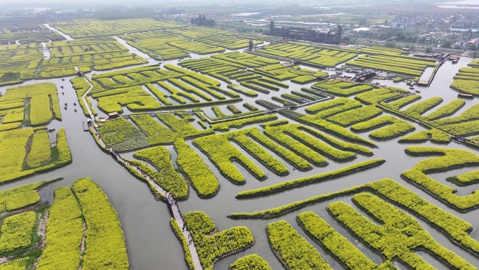 航拍油菜花 江苏兴化水上花海旅游