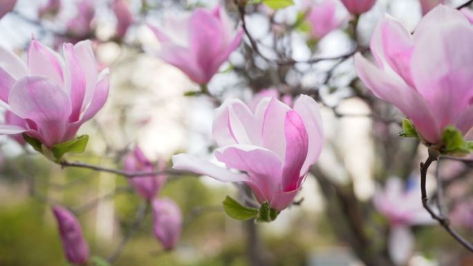 玉兰花 春天玉兰花盛开