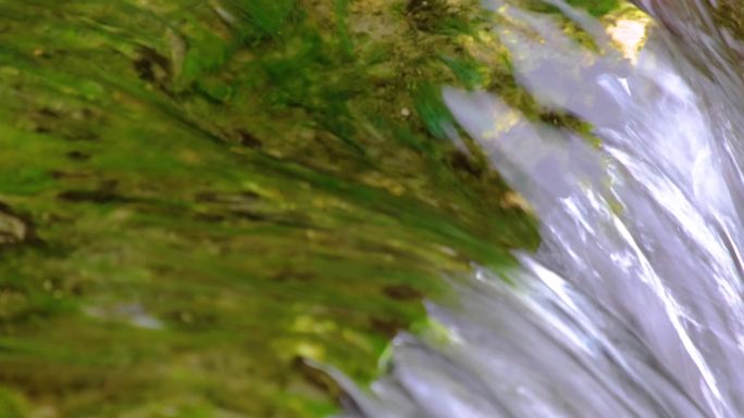 杭州植物园小溪流水特写风景视频素材4