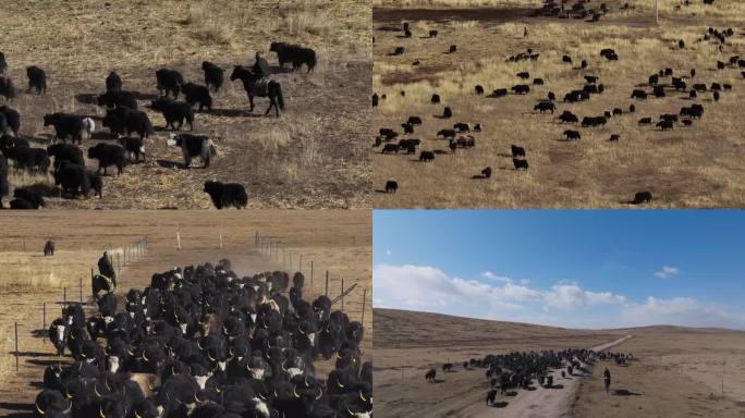 航拍若尔盖草原牧场放牧牦牛羊群牛群