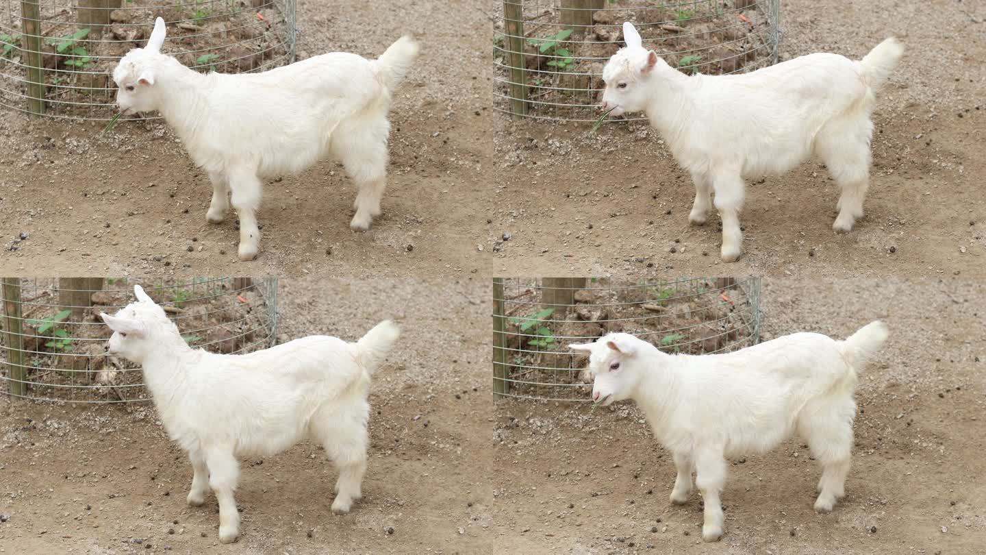 【4k】农场里的小羊羔在吃草