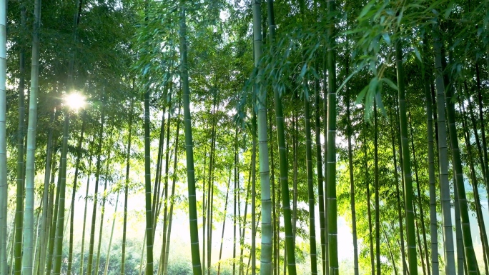 航拍大竹海竹林竹海特写 安吉竹海