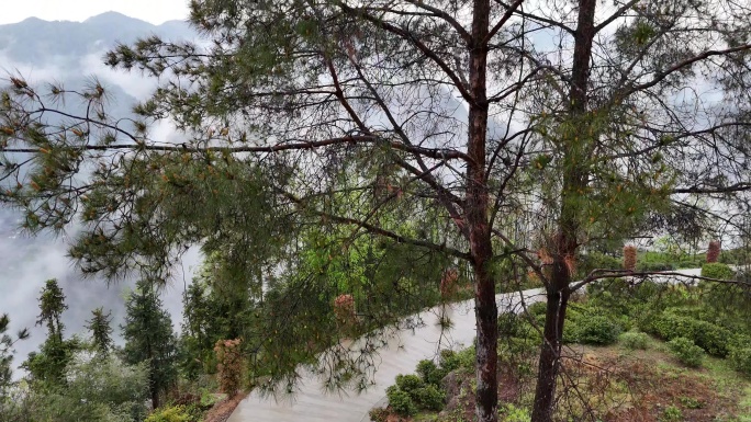 雨后山林