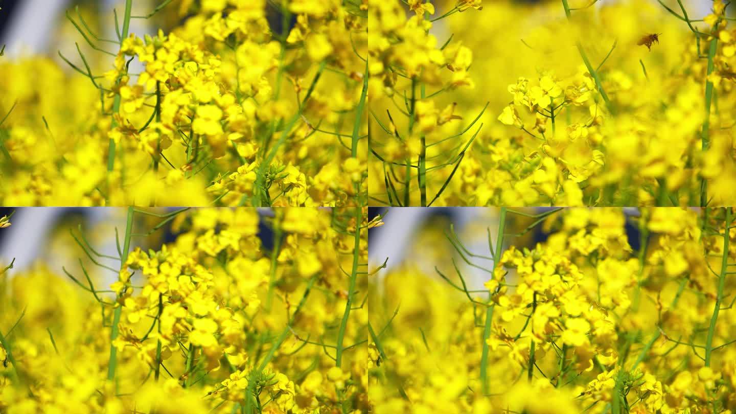 油菜花 蜜蜂 采蜜 授粉 蜜蜂油菜花