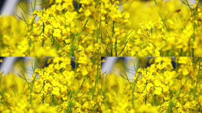 油菜花 蜜蜂 采蜜 授粉 蜜蜂油菜花