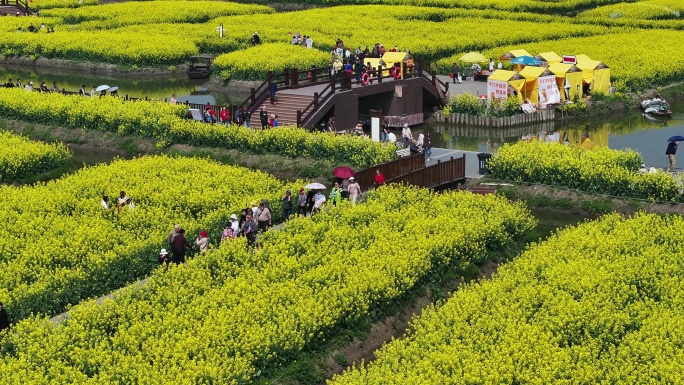 航拍油菜花 江苏兴化水上花海旅游