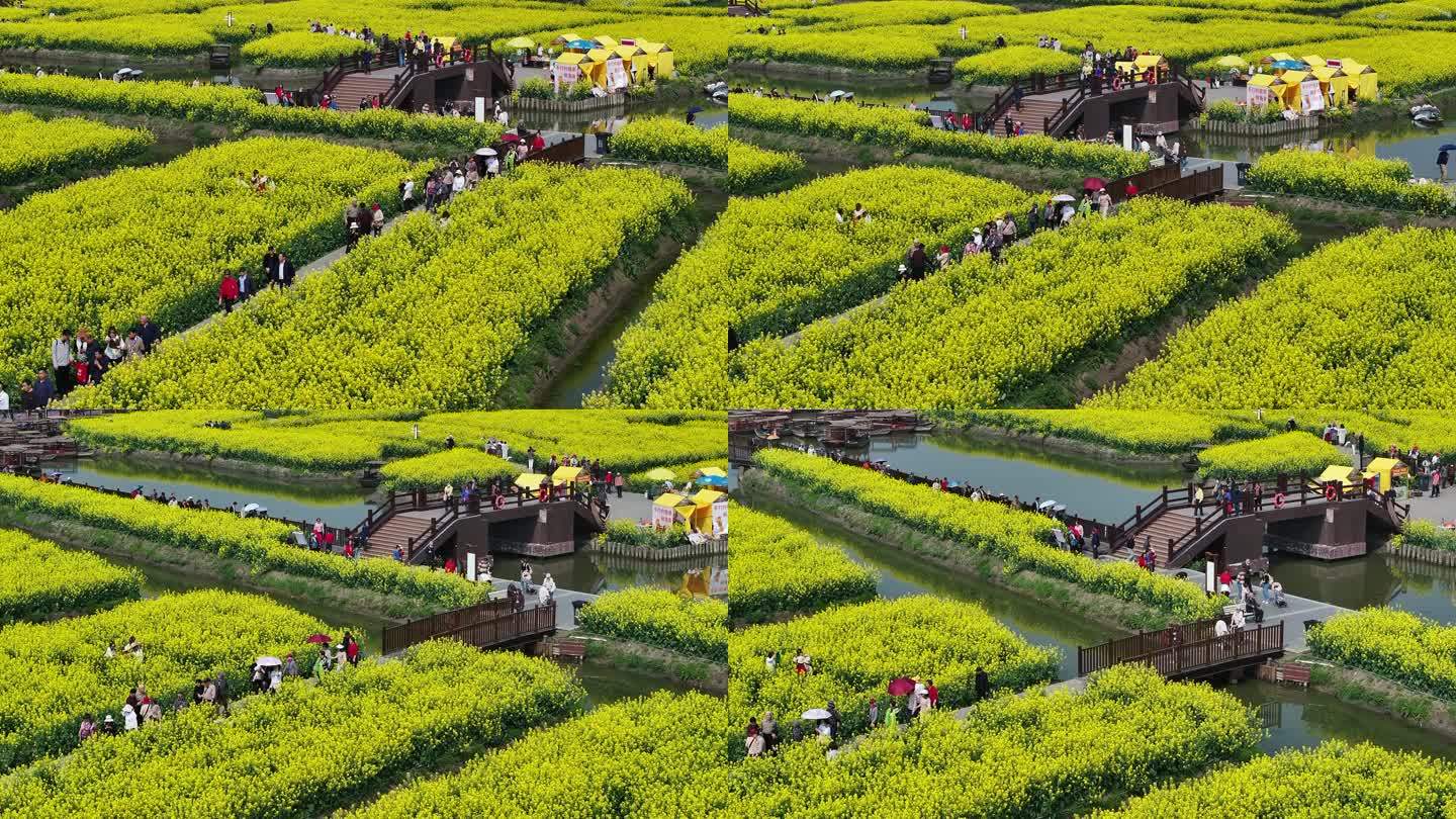 航拍油菜花 江苏兴化水上花海旅游