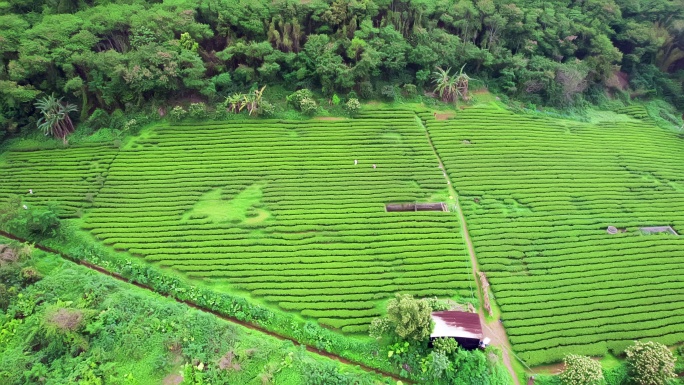 广东清远英德红旗茶场英德茶叶世界航拍4K