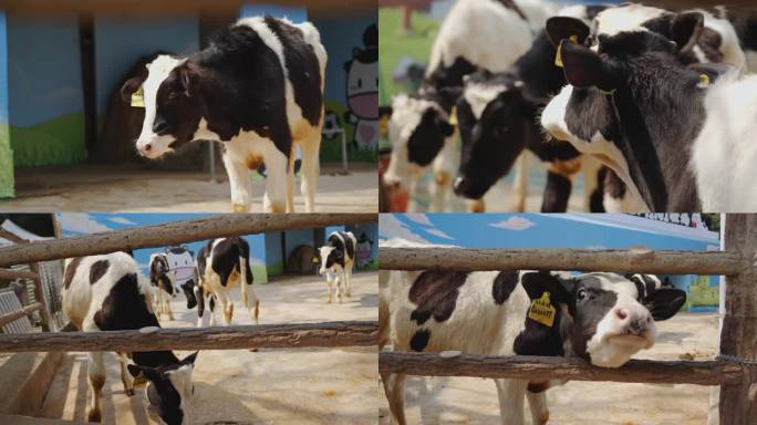 奶牛 牛 奶牛 养殖 饲养 养殖业 动物