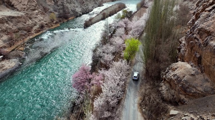 汽车行驶在开满杏花的小路上 碧绿的河流