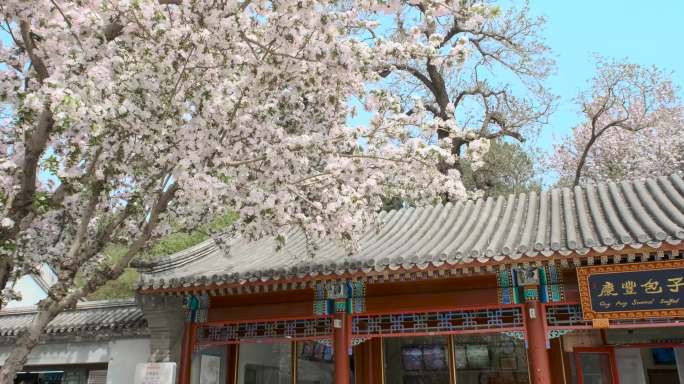 北京北海公园庆丰包子铺海棠盛开