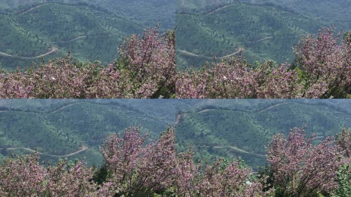 江南绍兴诸暨浙江茶山茶园茶叶茶场晚樱花