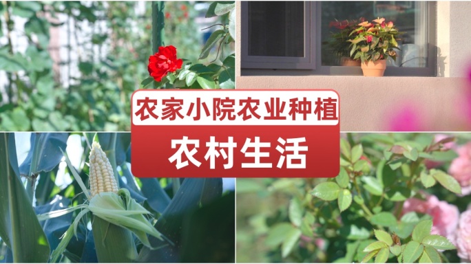 农村生活农家小院农业种植农植物