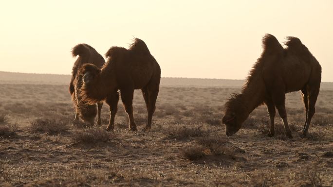骆驼 风中骆驼 防沙治沙 环境治理抗旱