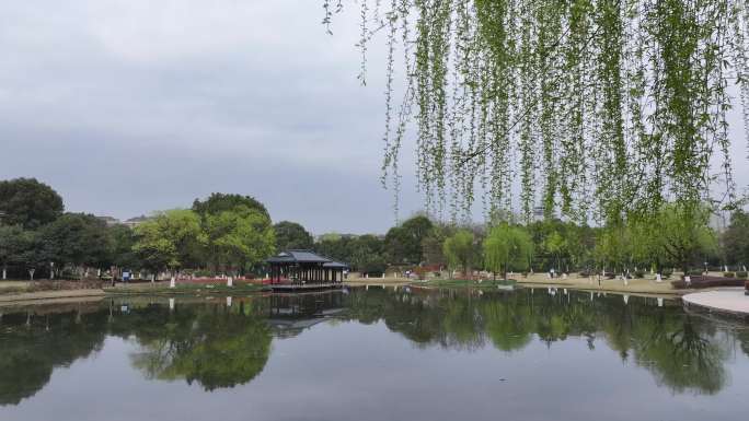 春天公园水面湖面公园柳树实拍原素材