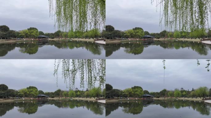 春天公园水面湖面公园柳树实拍原素材