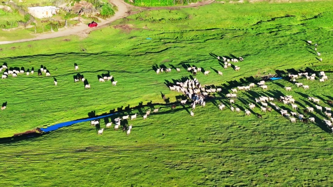 大草原放羊 羊群 羊吃草航拍