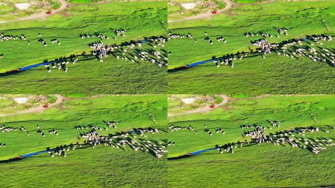 大草原放羊 羊群 羊吃草航拍