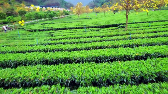 广东英德春天盛开黄花风铃花的茶园航拍4K