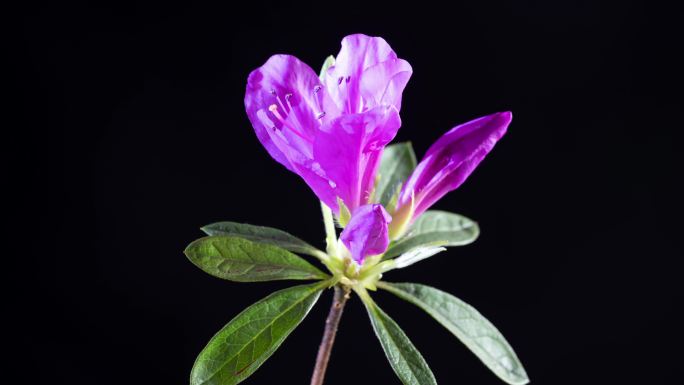 杜鹃花花映山红花开的时间流逝延时