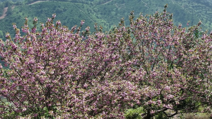 江南浙江绍兴诸暨茶山茶园茶场晚樱花实拍