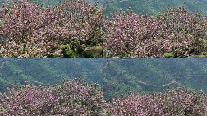 江南浙江绍兴诸暨茶山茶园茶场晚樱花实拍