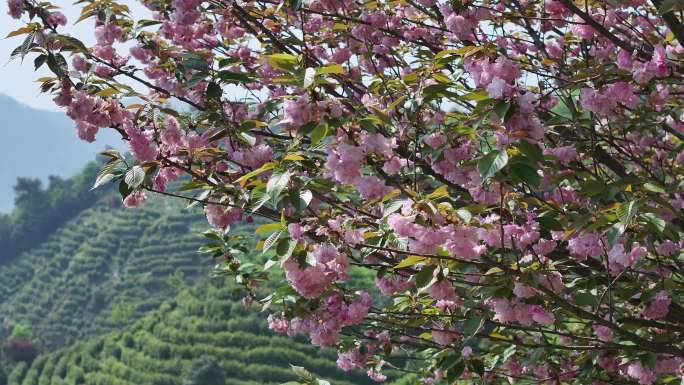 江南春天浙江茶山茶园茶场晚樱花实拍原素材