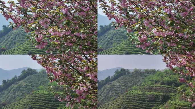 江南春天浙江茶山茶园茶场晚樱花实拍原素材