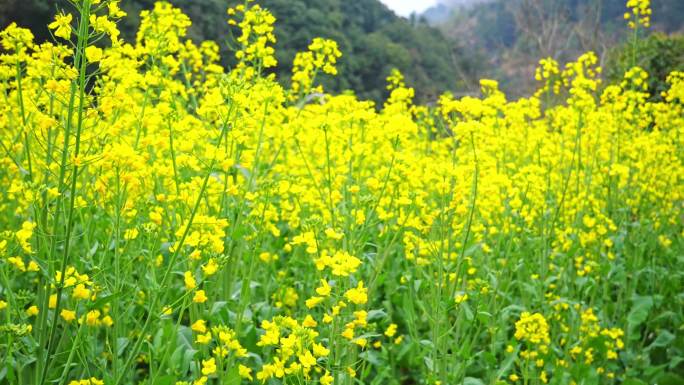 油菜花 漫步油菜花 花海 春天 主观镜头