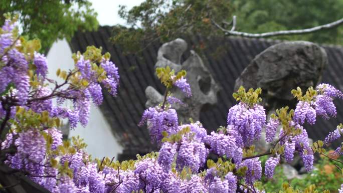 狮子林里的紫藤花